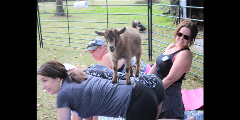 yoga cypress goat texas enthusiasts welcome area